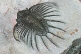 Unidentified Lichid Trilobite From Jorf - Belenopyge Like #171559-4